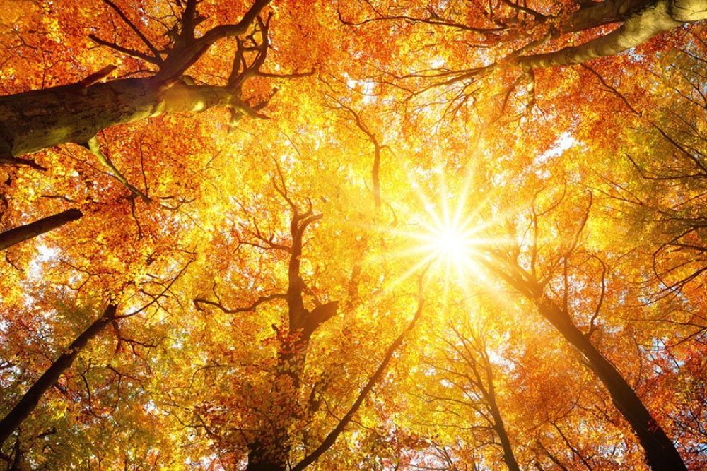 Sunlight filtering through vibrant autumn canopy, showcasing red and orange leaves in a serene forest setting.