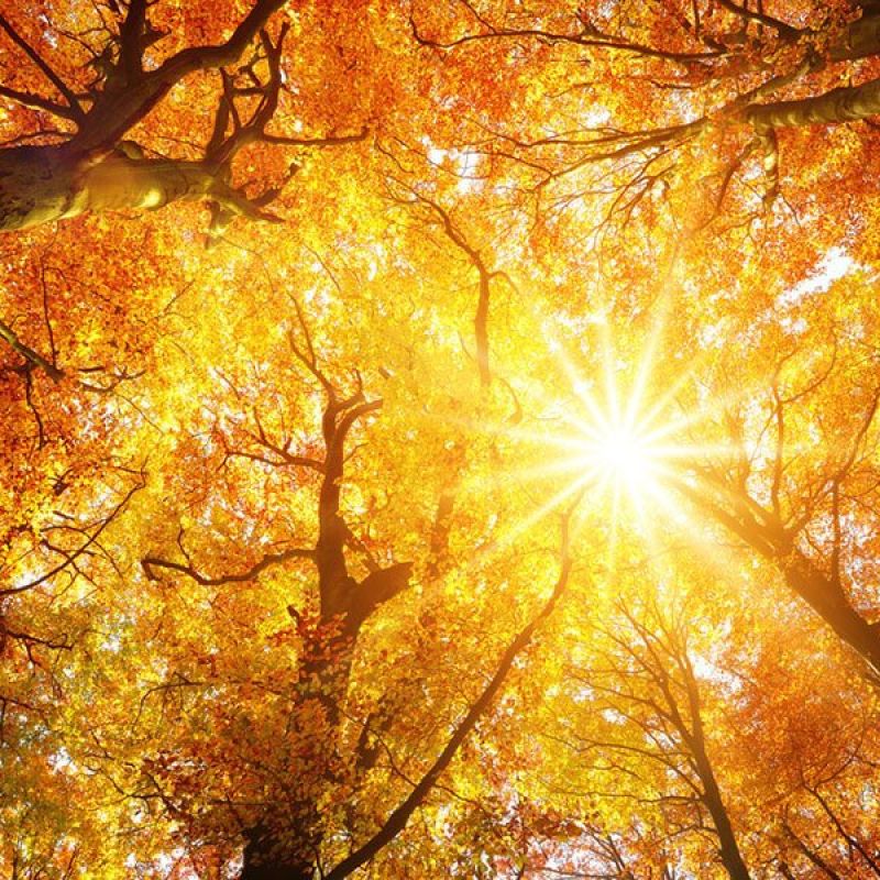 Sunlight filtering through vibrant autumn canopy, showcasing red and orange leaves in a serene forest setting.